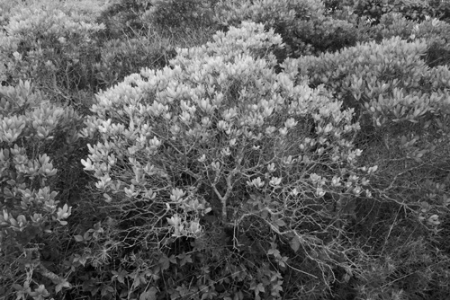 Bay Laurel Number 1 Block Island Rhode Island (50927BWLUM).jpg